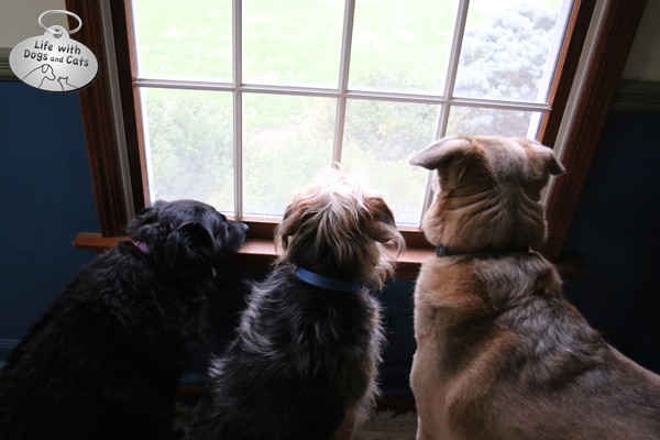 Who watches out for them when you're not home?