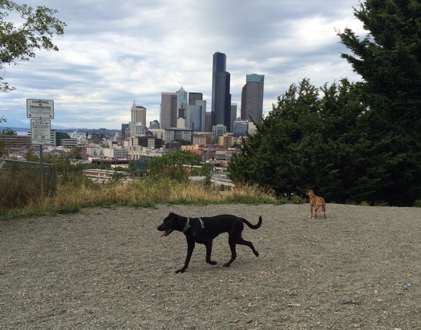 Magnum and Lilly at Jose Rizal Dog Park in Seattle. Photo by Kezia Willingham.