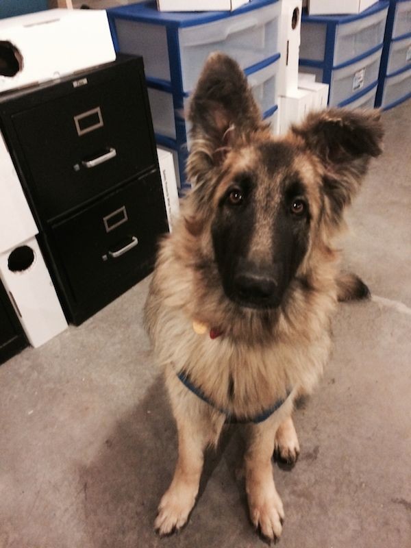 Lucyshepsit