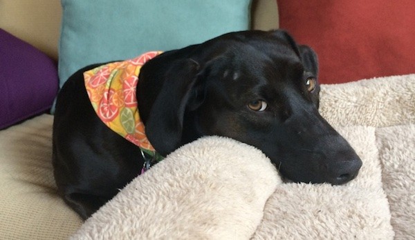 My dog Luna wakes in a peaceful state. (Photo by )