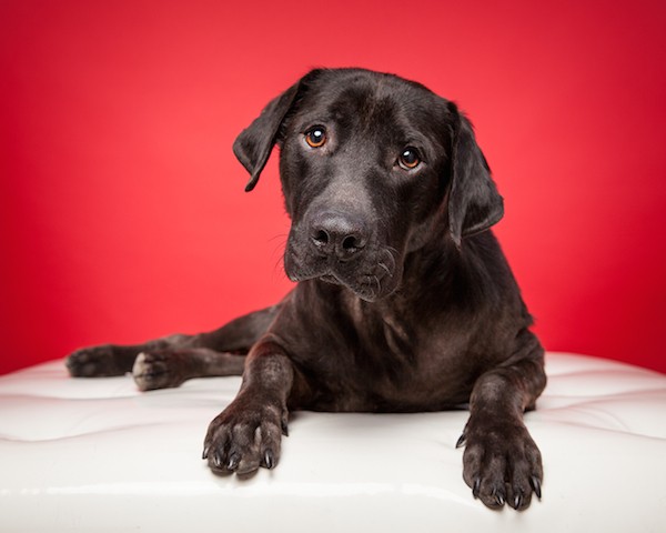 Mango has come a long way since his rescue in early September. (Photo by Robyn Arouty Photography, courtesy Mango's Facebook Page)
