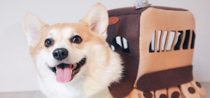 sneakers the corgi lover of pizza naps doggie costumes