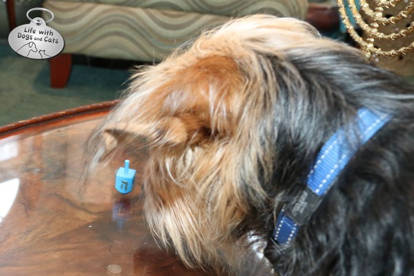 Tucker is mesmerized by the spinning dreidel.