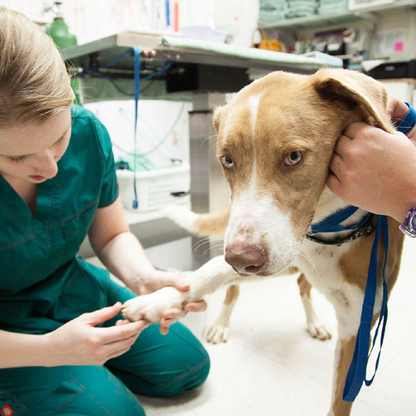 About Acepromazine Dog Tranquilizer Dogster