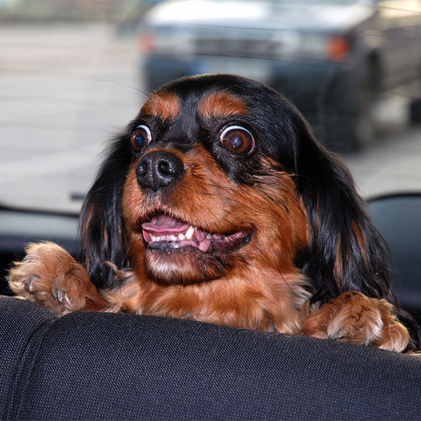 Acepromazine For Dogs Usage, Dosage, Safety & Side Effects Dogster