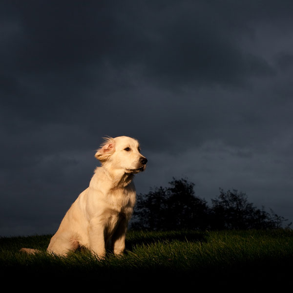 About Acepromazine Dog Tranquilizer Dogster