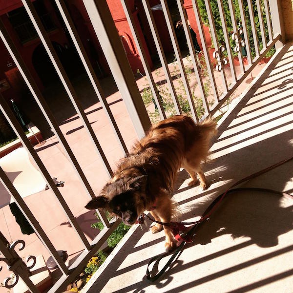 My dog Autumn on the balcony of a hotel. Asking for a room by the stairs is a good option for many pet owners due to convenience.