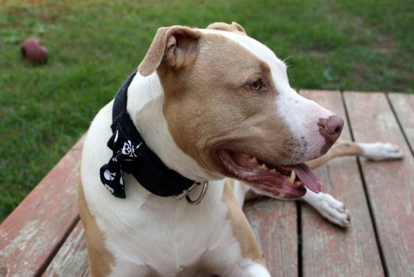 Of course, Isabella and her mom sent me home with a super cute bow tie for Axle!