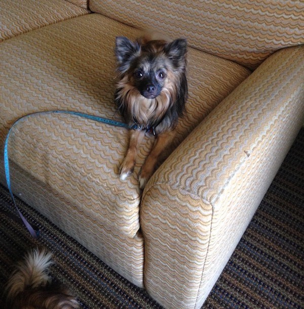 Rocket loved hanging out on the couches and chairs in our room. He liked being able to see everything from up high. (Photo by Teresa Traverse)