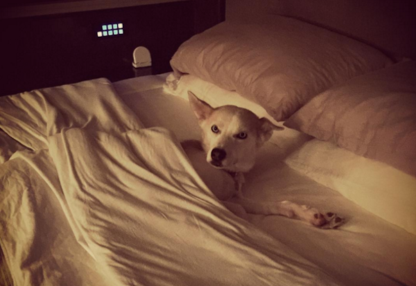 Dallas making herself comfy. (Photo courtesy Danica Patrick's Instagram)