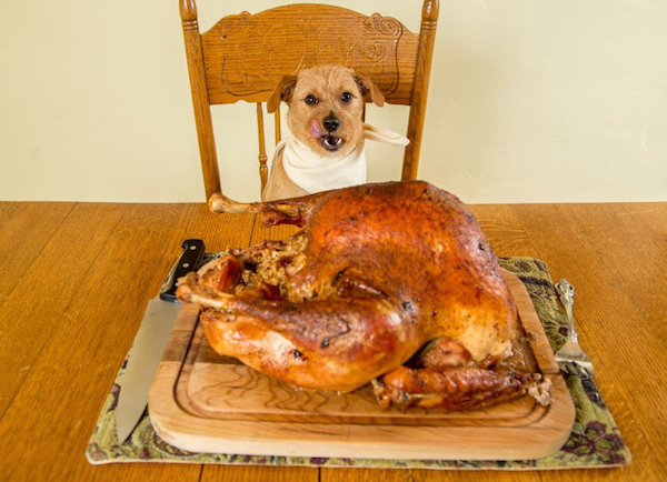 Can dogs eat Thanksgiving turkey?