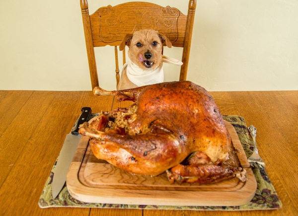 can dogs eat thanksgiving turkey