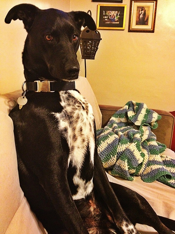 Riggins sitting like people on the sofa. (Photo by Wendy Newell)