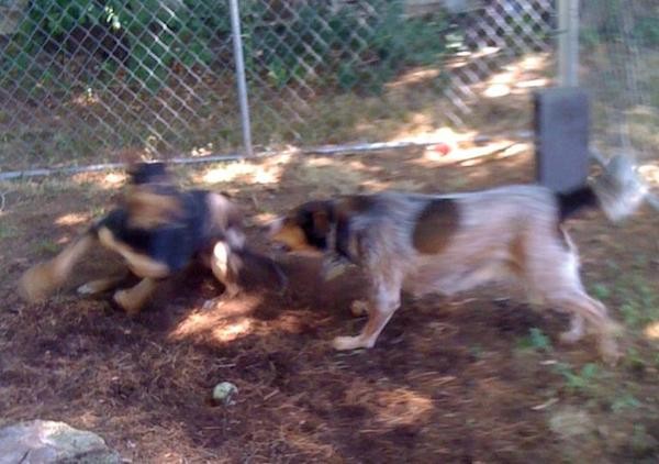 Maybelle attempting to herd one of her friends. (Photo by Theresa Cramer)