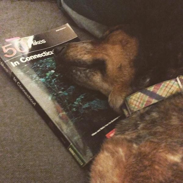 Maybelle passed out while studying her favorite hiking trails. (Photo by Theresa Cramer)