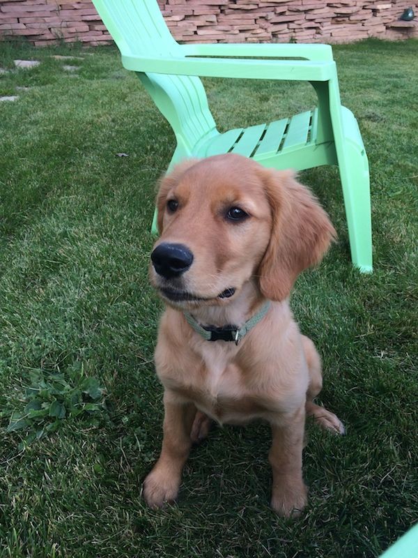 goldenpuppysit