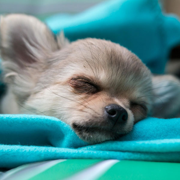 How Long Do Puppies Sleep? (Facts, & FAQ) Dogster