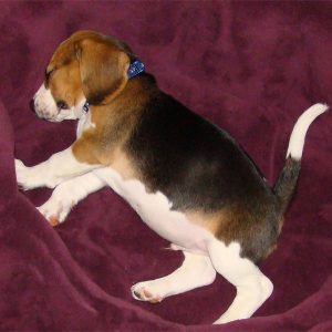 How Long Do Puppies Sleep? (Facts, & FAQ) – Dogster