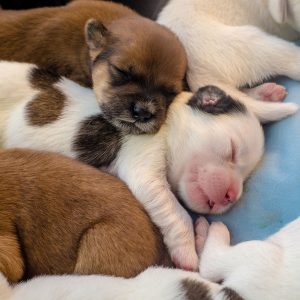 How Long Do Puppies Sleep? (Facts, & FAQ) – Dogster