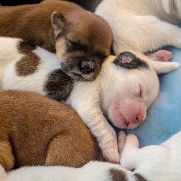 How Long Do Puppies Sleep? (Facts, & FAQ) Dogster