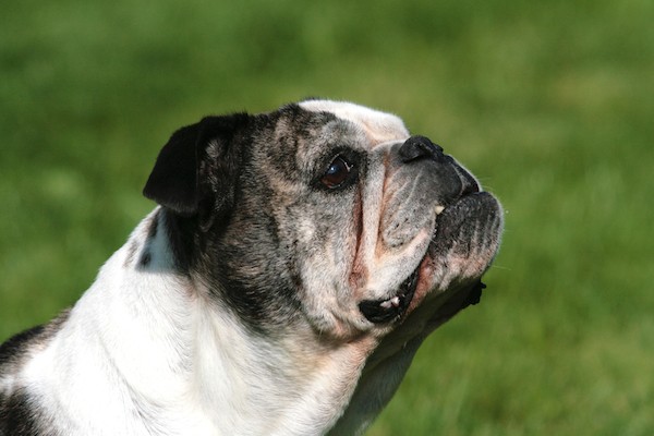 Senior English Bulldog by Shutterstock.