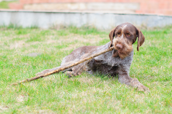 Get To Know The German Wirehaired Pointer Wired For Action