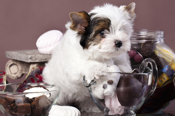 milk chocolate and dogs