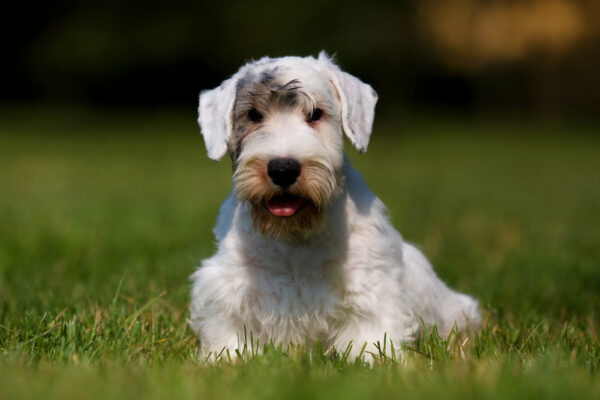 Sealyham Terrier puppy by Shutterstock.