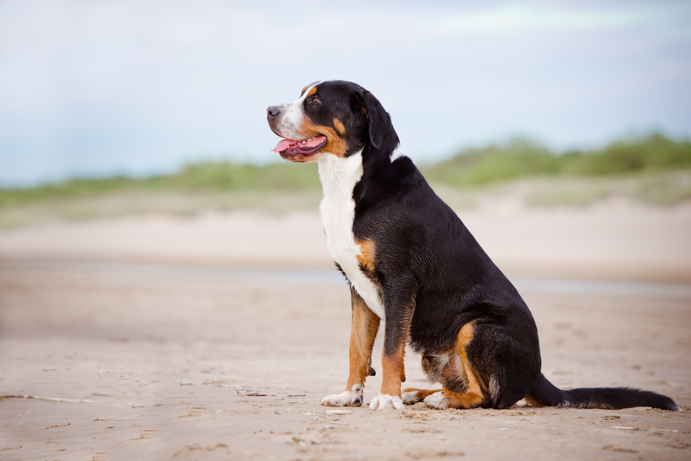 Swiss Mountain Dog