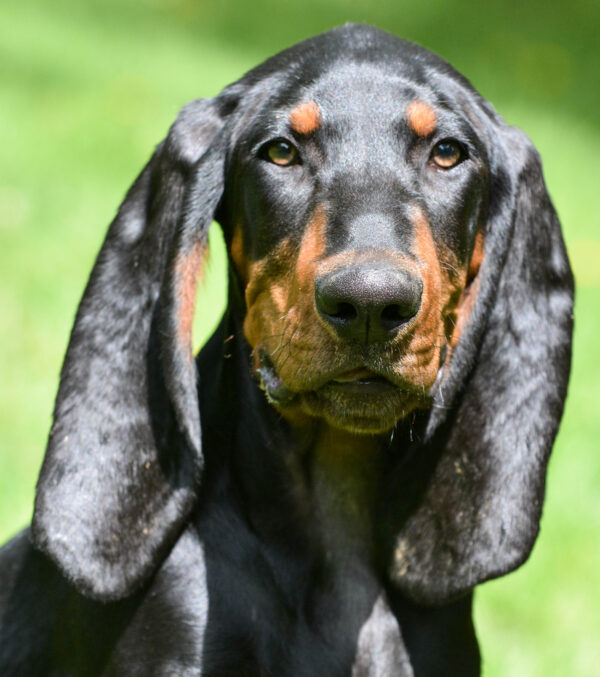 Back & Tan Coonhound by Shutterstock.