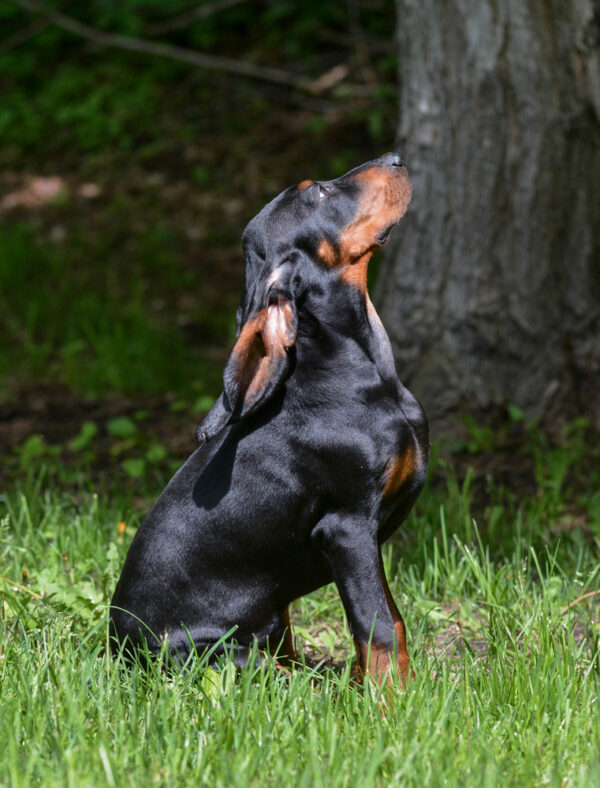 BLack and Tan Coonhound by Shutterstock.