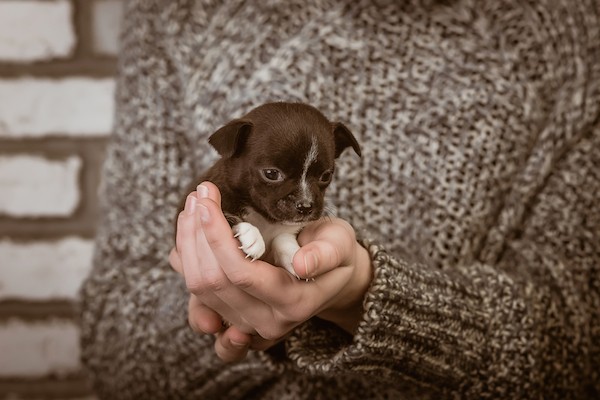 Chihuahua puppy by Shutterstock.