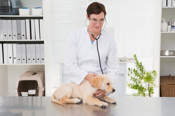 (Veterinarian examining puppy by Shutterstock)