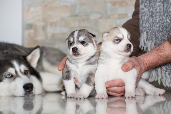 Siberian Husky puppies with mom by Shutterstock.