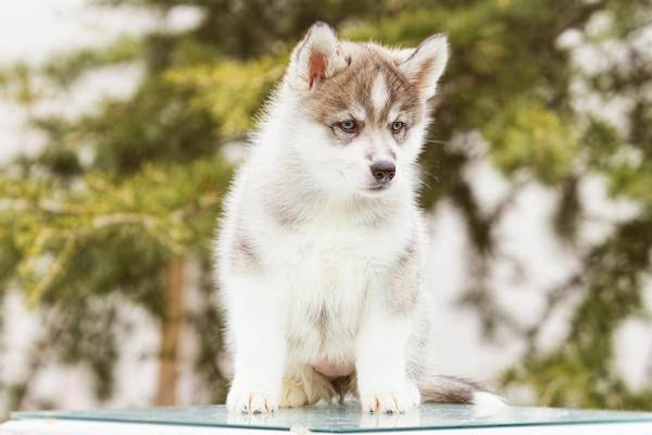 8-week-old Siberian Husky puppy by Shutterstock.
