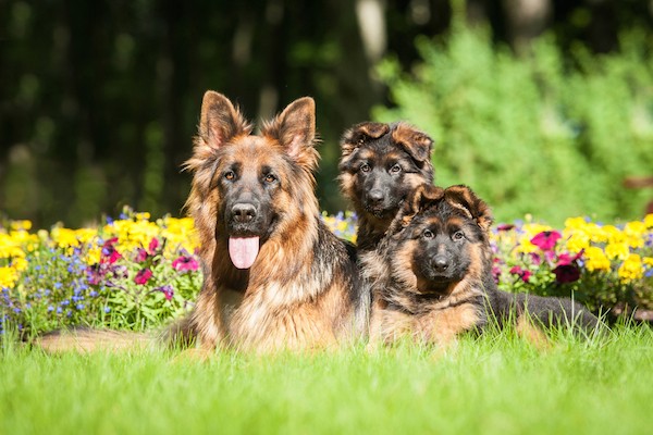 Mother and puppies by Shutterstock.