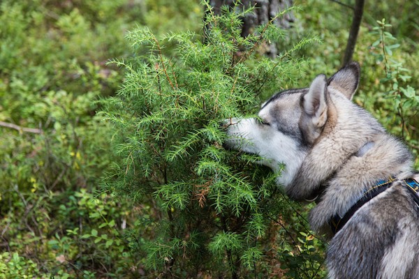 Dog sniffing a bush by Shutterstock.