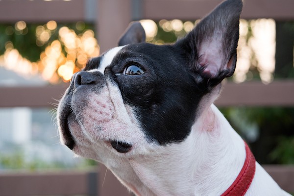 Boston Terrier by Shutterstock.