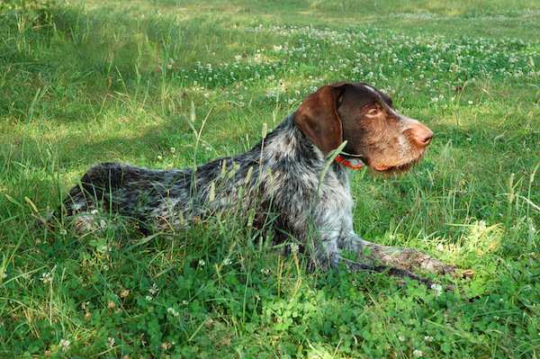 German Wirehaired Pointer