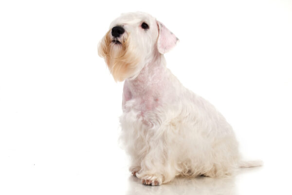 Sealyham Terrier by Shutterstock.