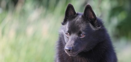 get to know the schipperke the little captain