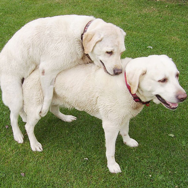 Why Do Dogs Hump Each Other 5 Usual
