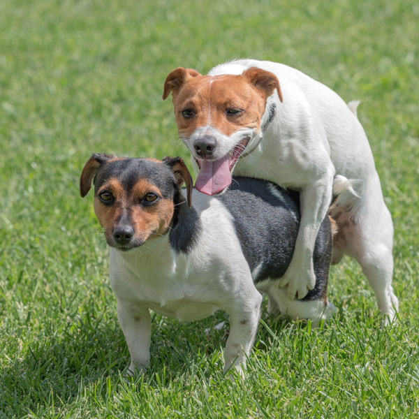 female dog mounting male dog