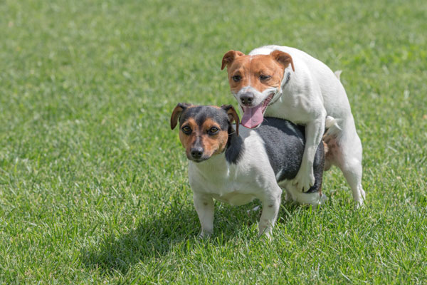 Dog Humping Why Do Male Dogs Hump