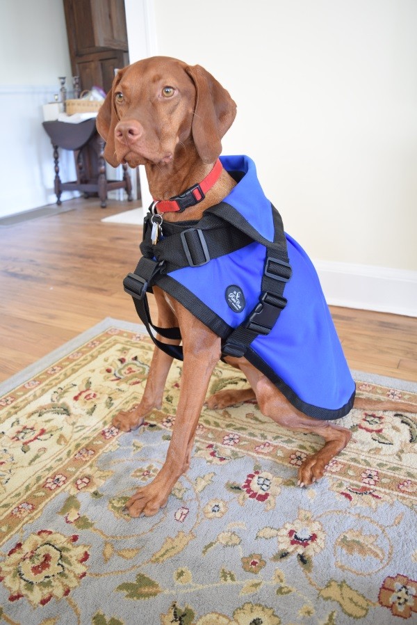 Finley wore the Rein Coat around the house so we could test its calming effect.