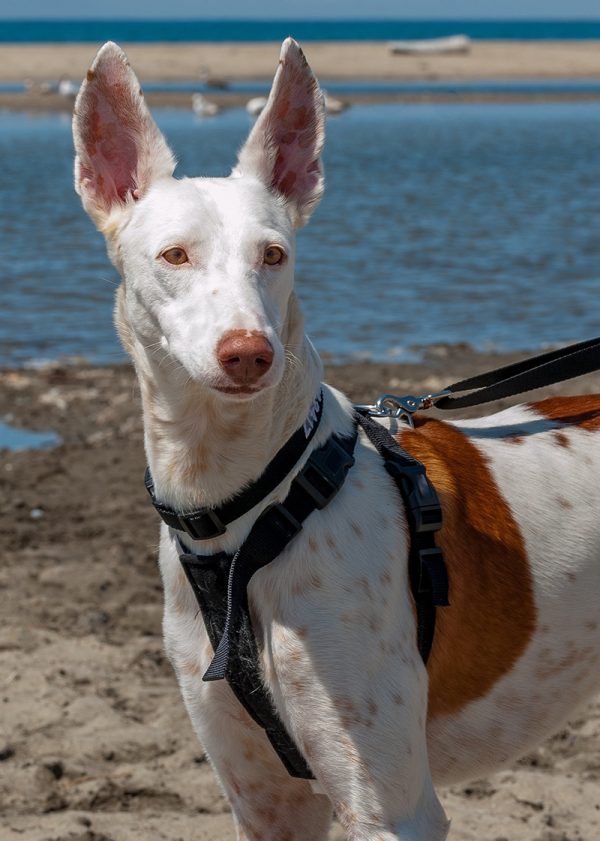 Hero, renamed Linus, was adopted just a few weeks after his rescue and is now enjoying life as a pampered pet. His new mom calls him her “little cinnamon bun.” Photo credit: Hound Sanctuary