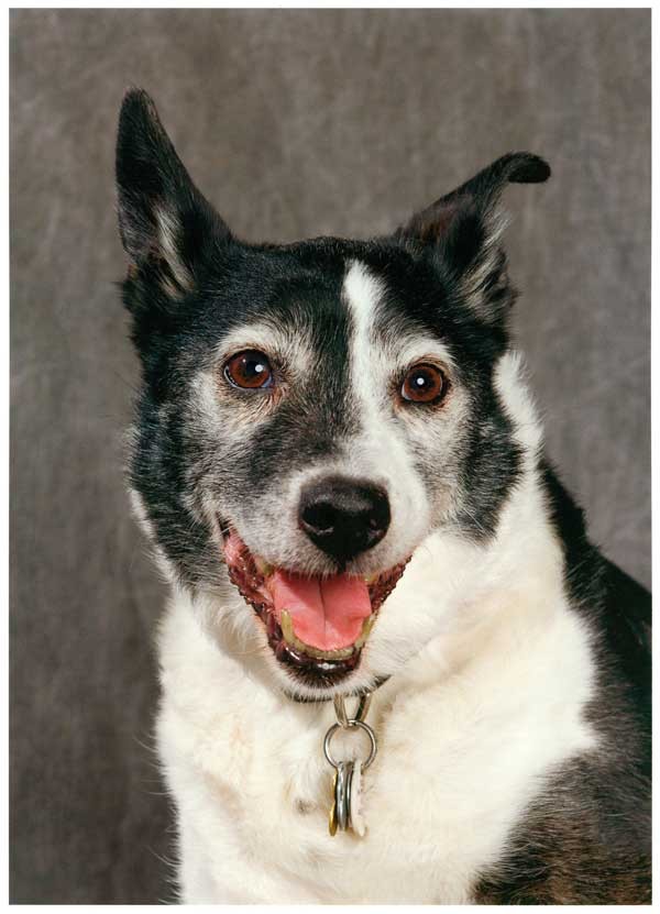 Pongo, the food bank's namesake. (Photo by Jeff Moore)