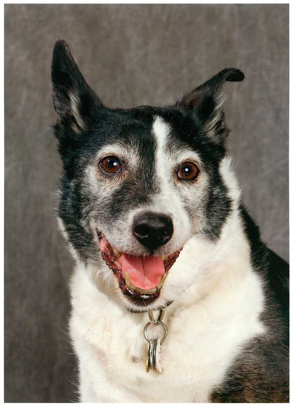 Take a Look Inside Oregon’s Only FullTime Pet Food Bank Dogster