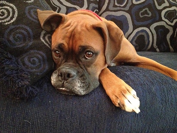 Kayla - Couch
