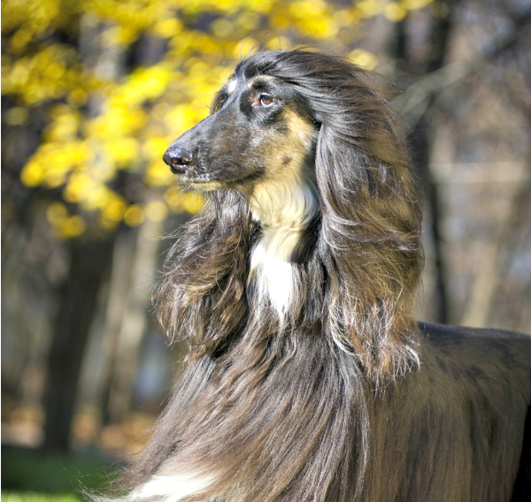 Kylo Ren Afghan Hound